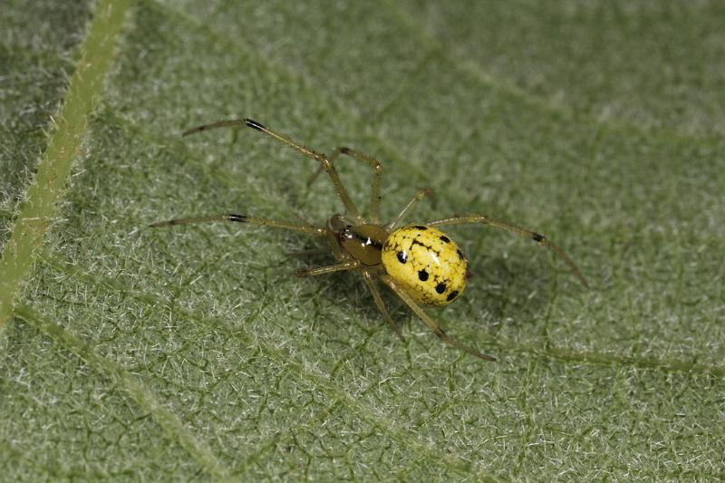 Enoplognatha_ovata_D8195_Z_90_Bij afgraving_Nederland.jpg